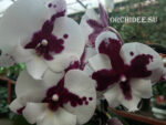 Phalaenopsis PH 068 Big Lip Sparkling Kizz