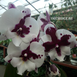 Phalaenopsis PH 068 Big Lip Sparkling Kizz