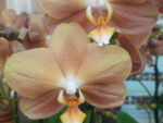 Phalaenopsis PH 119 Monaco
