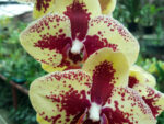 Phalaenopsis PH 304