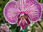 Phalaenopsis PH 305 Big Lip