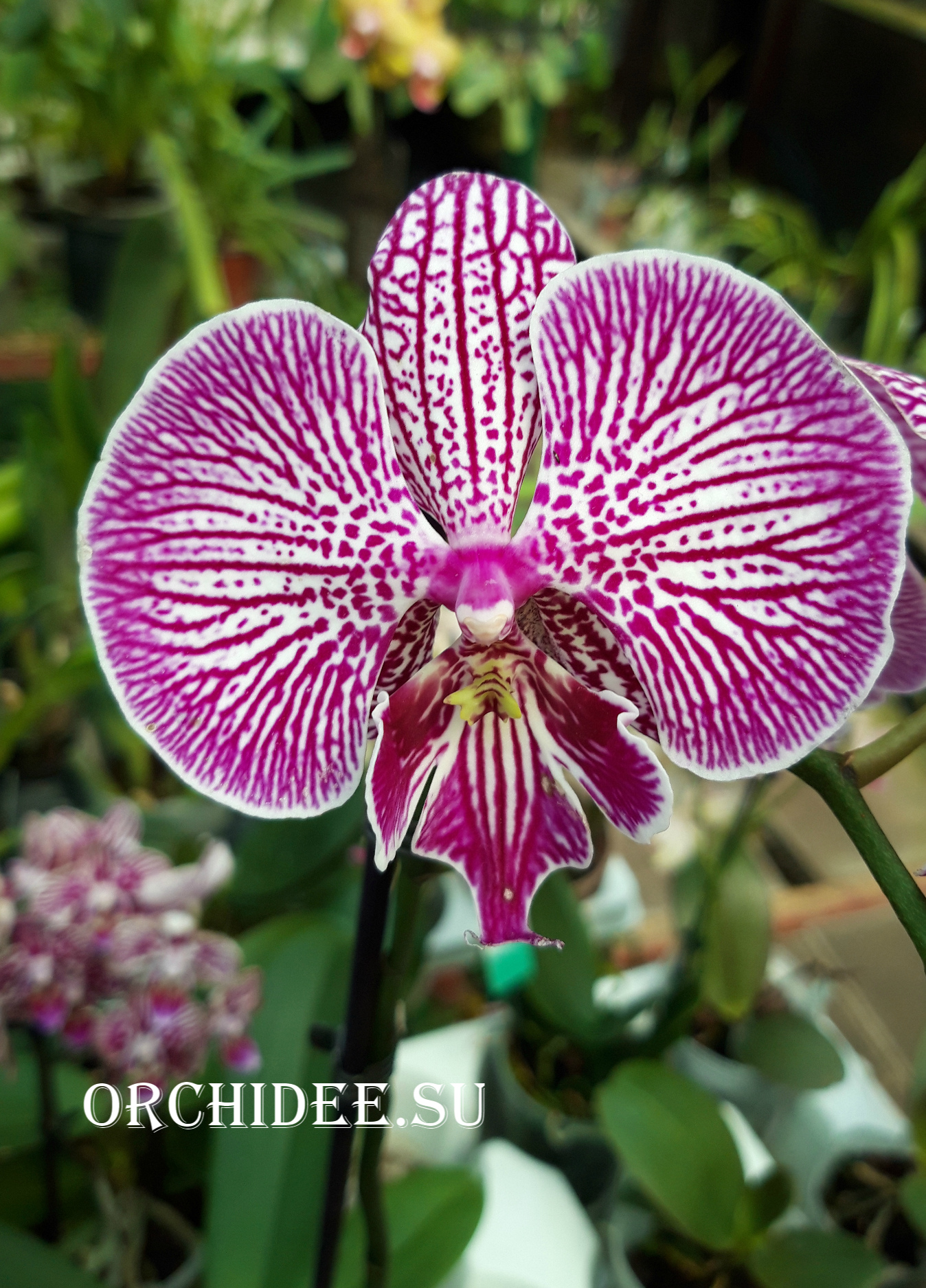 Phalaenopsis PH 305 Big Lip