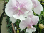 Phalaenopsis PH 306 Queens Kizz Big Lip