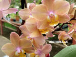 Phalaenopsis PHM 067 Scention aroma