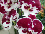 Phalaenopsis PH 069 Untold Stories Big Lip