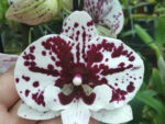 Phalaenopsis PH 132 Polka Big Lip