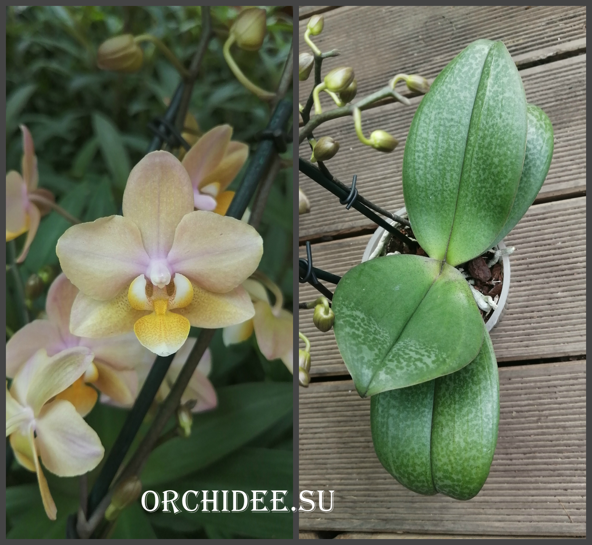 Phalaenopsis PHM 067 Scention aroma
