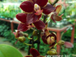 Phalaenopsis PHM 156 Esmee