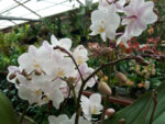 Phalaenopsis PHM 166 Wild Pink Cascade