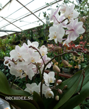 Phalaenopsis PHM 166 Wild Pink Cascade