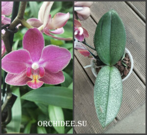 Phalaenopsis PHM 171 Diffusion aroma