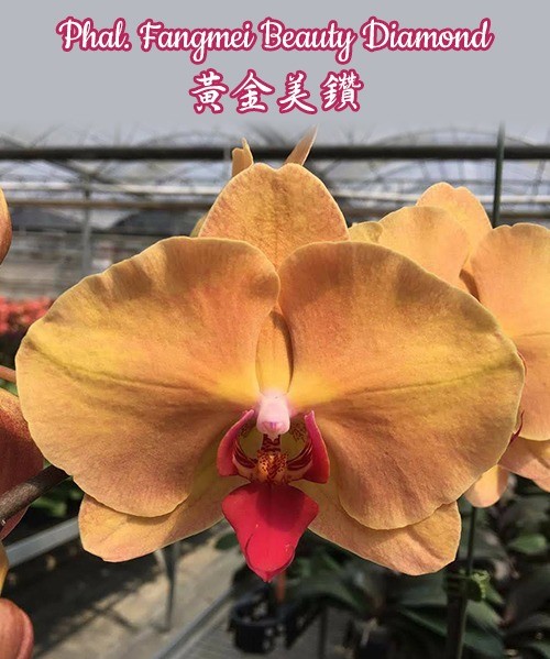 Phalaenopsis Fangmei Beauty Diamond