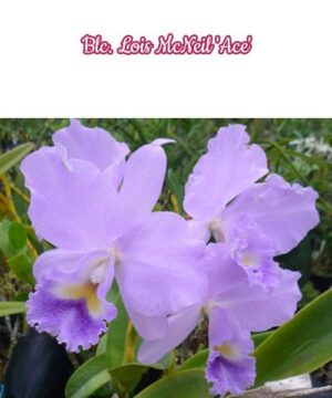 Brassolaeliocattleya Lois McNeil 'Ace'