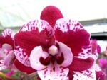 Phalaenopsis SKB Black Lace Big Lip