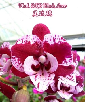 Phalaenopsis SKB Black Lace Big Lip