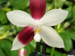 Phalaenopsis tetraspis 'C2'
