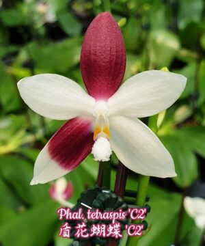 Phalaenopsis tetraspis 'C2'