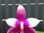 Phalaenopsis Germaine Vincent '637'