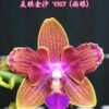 Phalaenopsis Miki Golden Sand '1363' (peloric - 2 eyes)