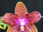 Phalaenopsis Miki Golden Sand '1363' (peloric - 2 eyes)