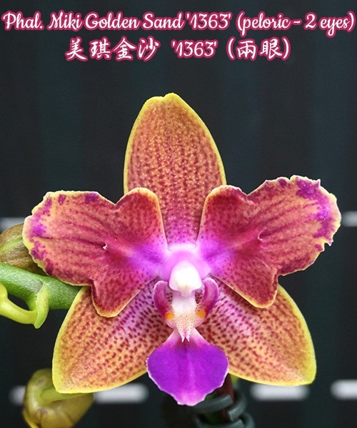 Phalaenopsis Miki Golden Sand '1363' (peloric - 2 eyes)