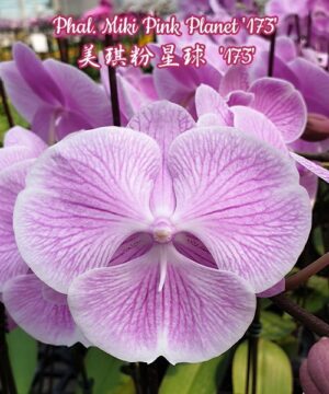 Phalaenopsis Miki Pink Planet '173'