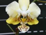 Phalaenopsis stuartiana var. nobilis '915'
