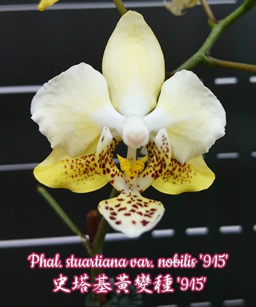 Phalaenopsis stuartiana var. nobilis '915'