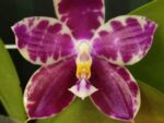 Phalaenopsis Lyndon Mix Zebra '873'