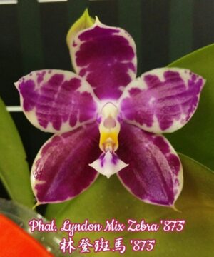 Phalaenopsis Lyndon Mix Zebra '873'