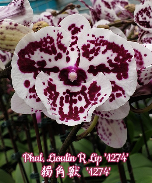 Phalaenopsis Lioulin R Lip '1274' Big Lip