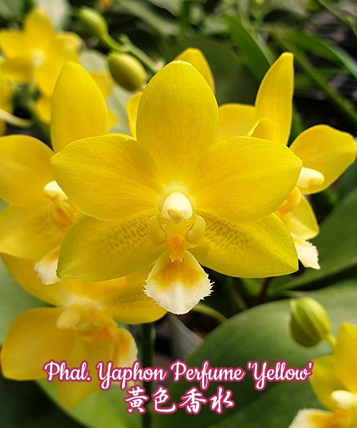 Phalaenopsis Yaphon Perfume 'Yellow'
