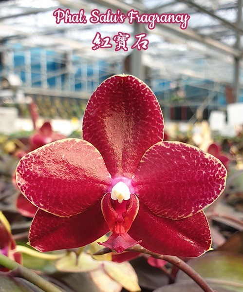 Phalaenopsis Salu's Fragrancy