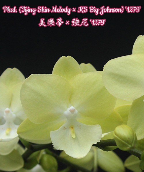 Phalaenopsis (Tying Shin Melody x KS Big Johnson)