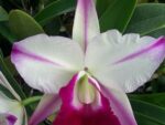 Cattleya Men Robert Strait 'islander Delights'