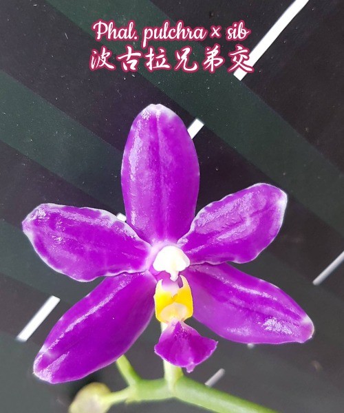 Phalaenopsis pulchra x sib