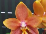 Phalaenopsis Meidarland Chambe