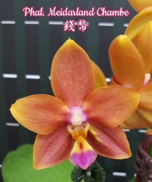 Phalaenopsis Meidarland Chambe