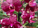 Phalaenopsis I-Hsin Adzuki Bean '1570'
