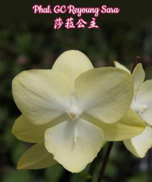 Phalaenopsis GC Reyoung Sara