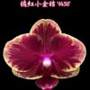 Phalaenopsis Fangmei Sweet '1456'