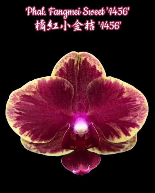 Phalaenopsis Fangmei Sweet '1456'