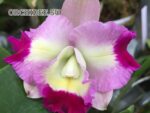 Brassolaeliocattleya Shinfong Little Cat 'Harvest'