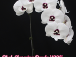 Phalaenopsis Charming Panda '1224' Big Lip