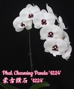 Phalaenopsis Charming Panda '1224' Big Lip