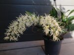 Dendrobium speciosum