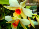 Dendrobium williamsonii