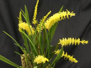 Dendrochilum wenzelii (yellow) × sib