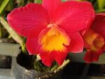Cattleya Chief Berry 'Berry'