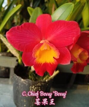 Cattleya Chief Berry 'Berry'